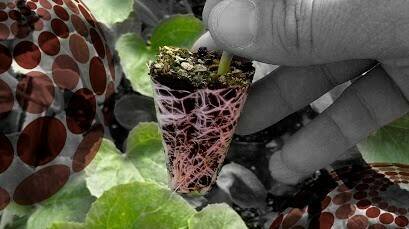 Prestop|PRESTOP-RAÍZ-phytophtora-pimiento